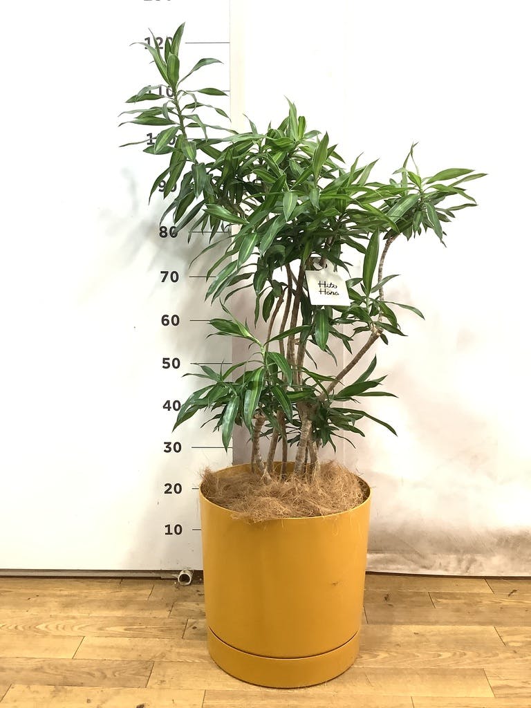 その他観葉植物 jasmine Amazon | バラ咲き香りジャスミン マツリカ ピカケ 花苗 2株
