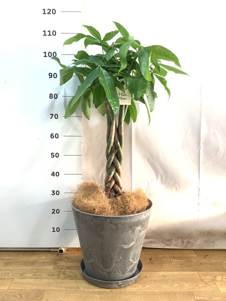観葉植物 パキラ 8号 ねじり プラスチック鉢 | 観葉植物ならHitoHana