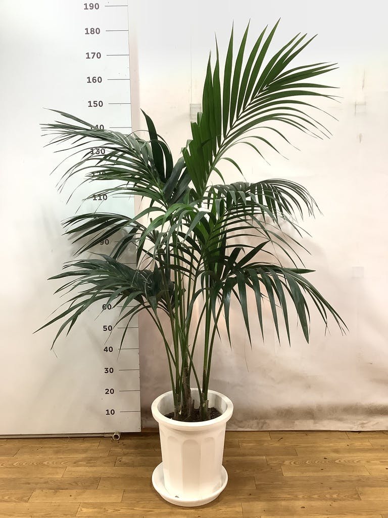 ケンチャヤシ　8号　120センチ　現品 観葉植物 ケンチャヤシ 8号 プラスチック鉢 | 観葉植物なら