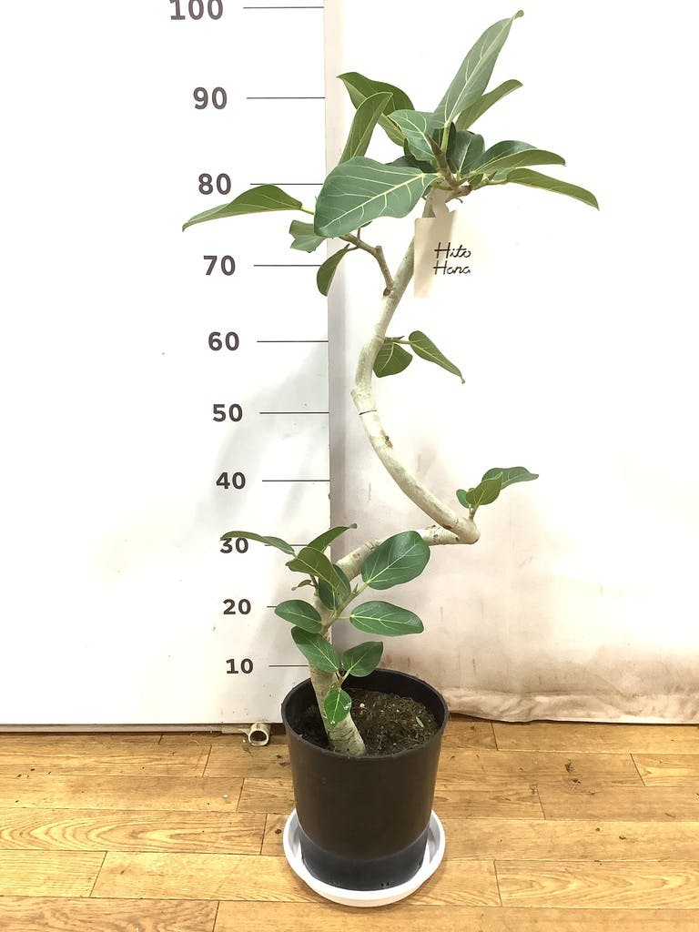 観葉植物 フィカス ベンガレンシス 7号 曲り プラスチック鉢 / 天久