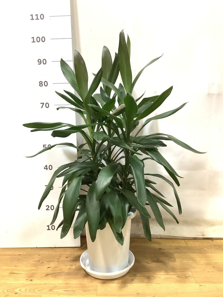 観葉植物 ドラセナ グローカル 8号 プラスチック鉢 | 観葉植物なら