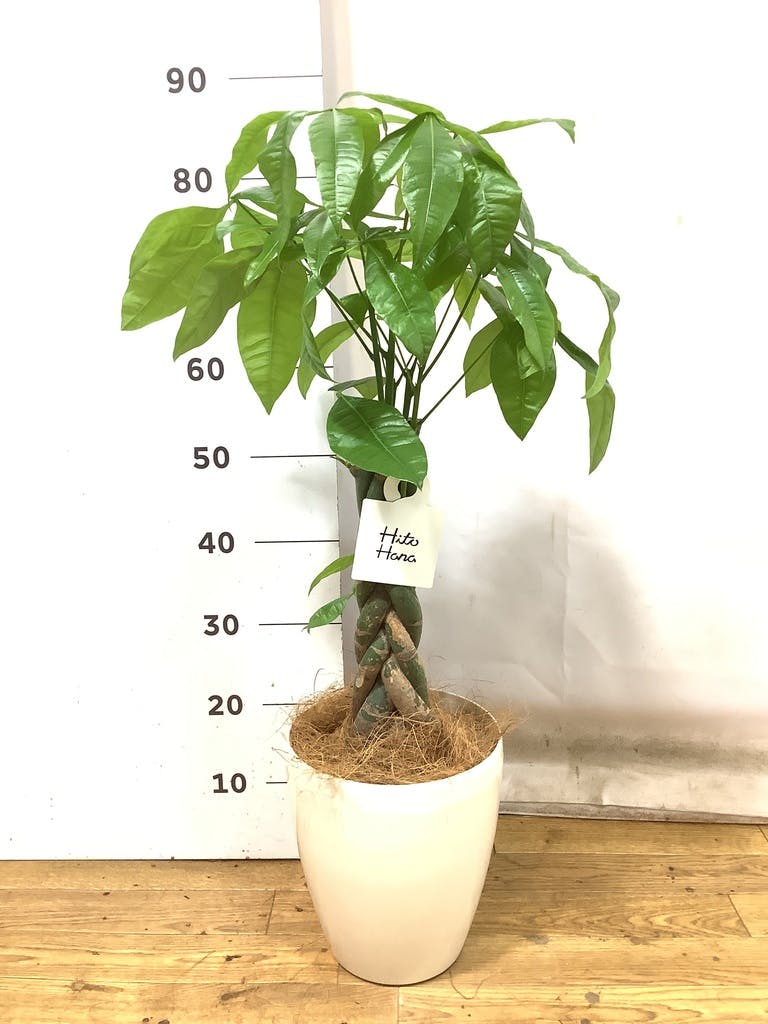 パキラ　6寸プラ鉢 観葉植物 パキラ 6号 ねじり プラスチック鉢 | 観葉植物なら