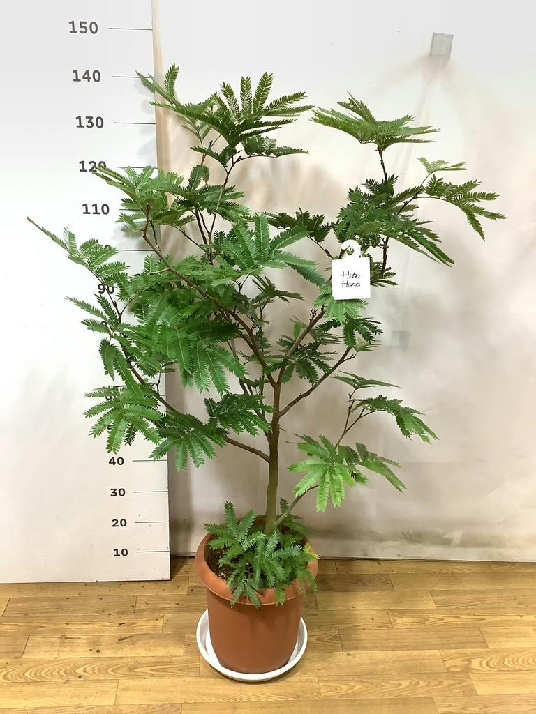 観葉植物 エバーフレッシュ 10号 ボサ造り プラスチック鉢 | 観葉植物