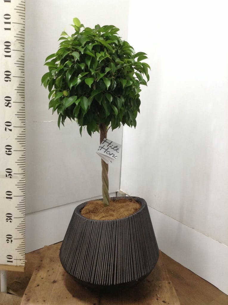 高さ190cm 観葉植物大型室内10号鉢フィカス ベンジャミン玉造り