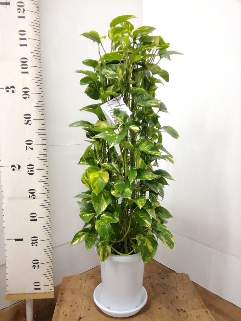 観葉植物 ポトス 8号 プラスチック鉢 | 観葉植物ならHitoHana(ひとはな)