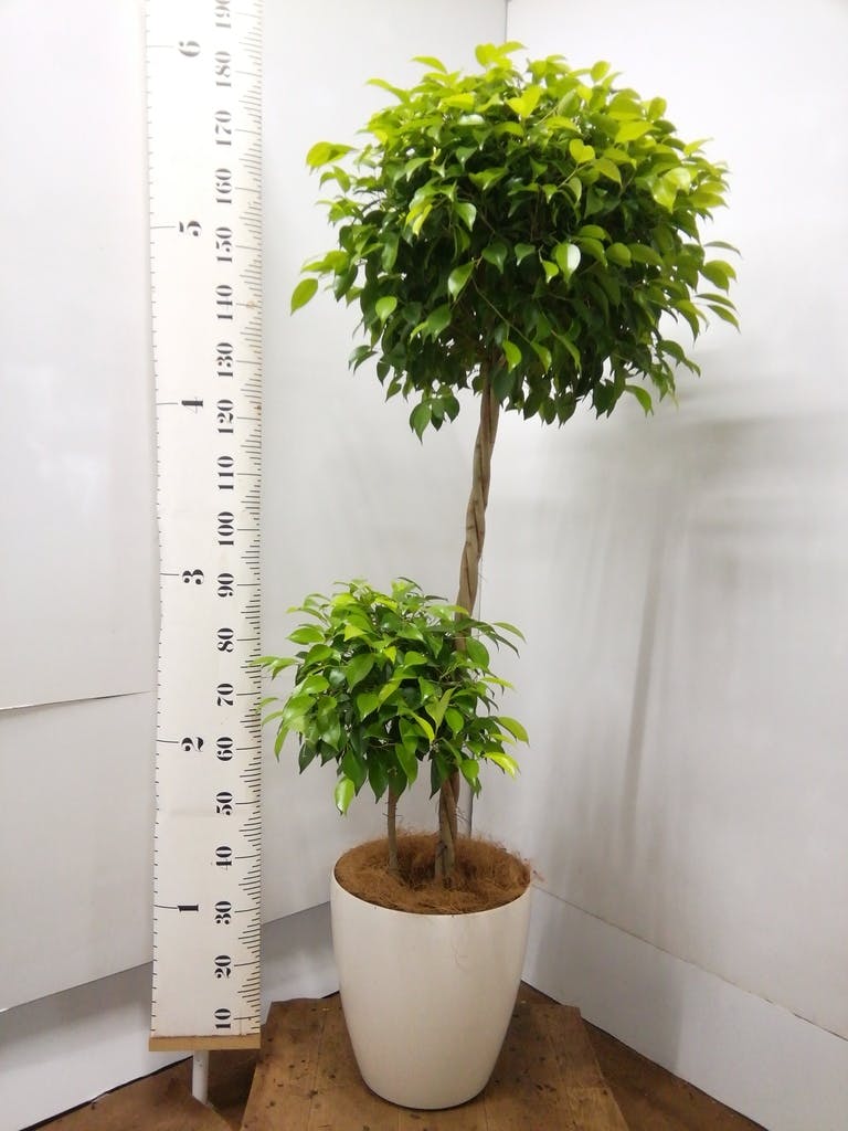 高さ190cm 観葉植物　大型　室内　10号鉢　フィカス ベンジャミン　玉造り 観葉植物 フィカス ベンジャミン 10号 玉造り コーテス ヘックス