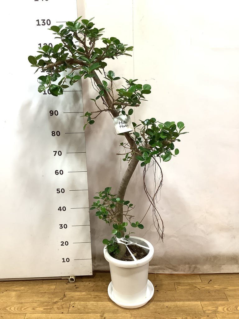 観葉植物 ガジュマル 8号 パンダ プラスチック鉢 | 観葉植物なら