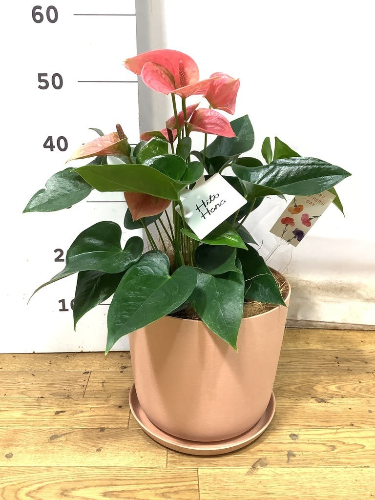 ミニアンスリウムを選ぶ | 観葉植物通販HitoHana(ひとはな)