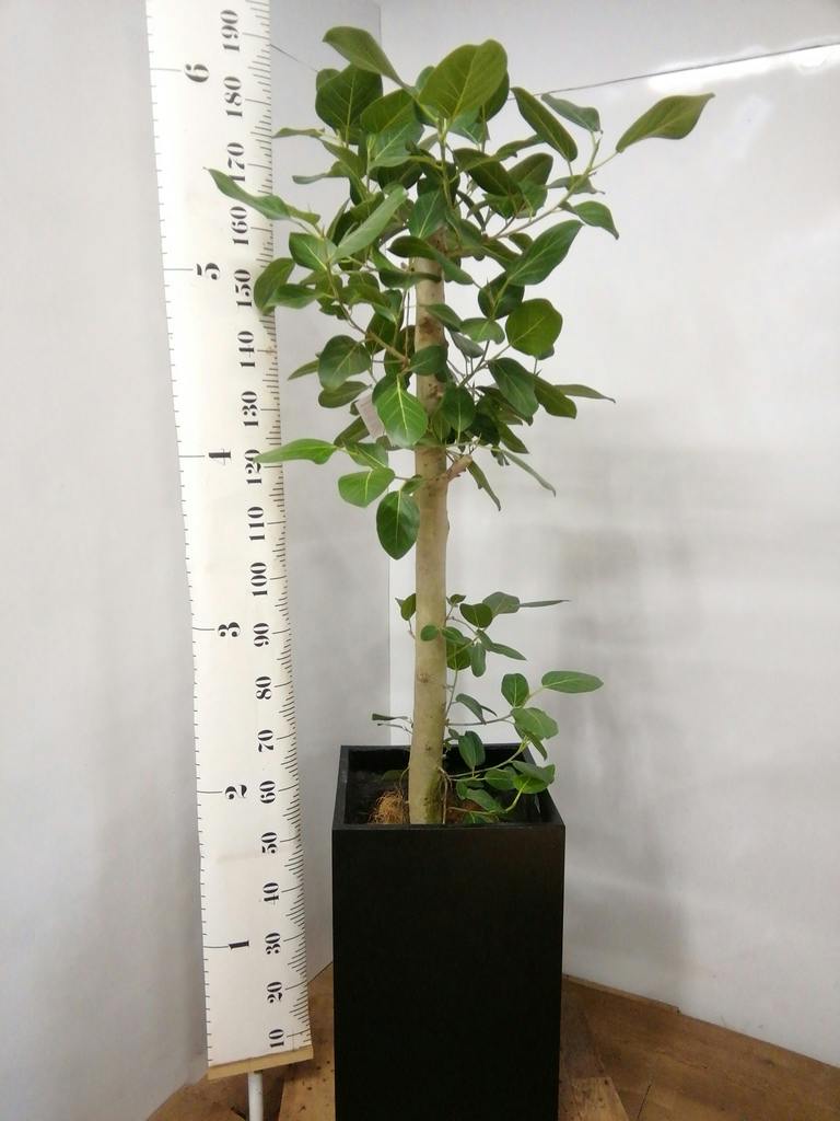 観葉植物 フィカス ベンガレンシス 10号 ストレート プラスチック鉢