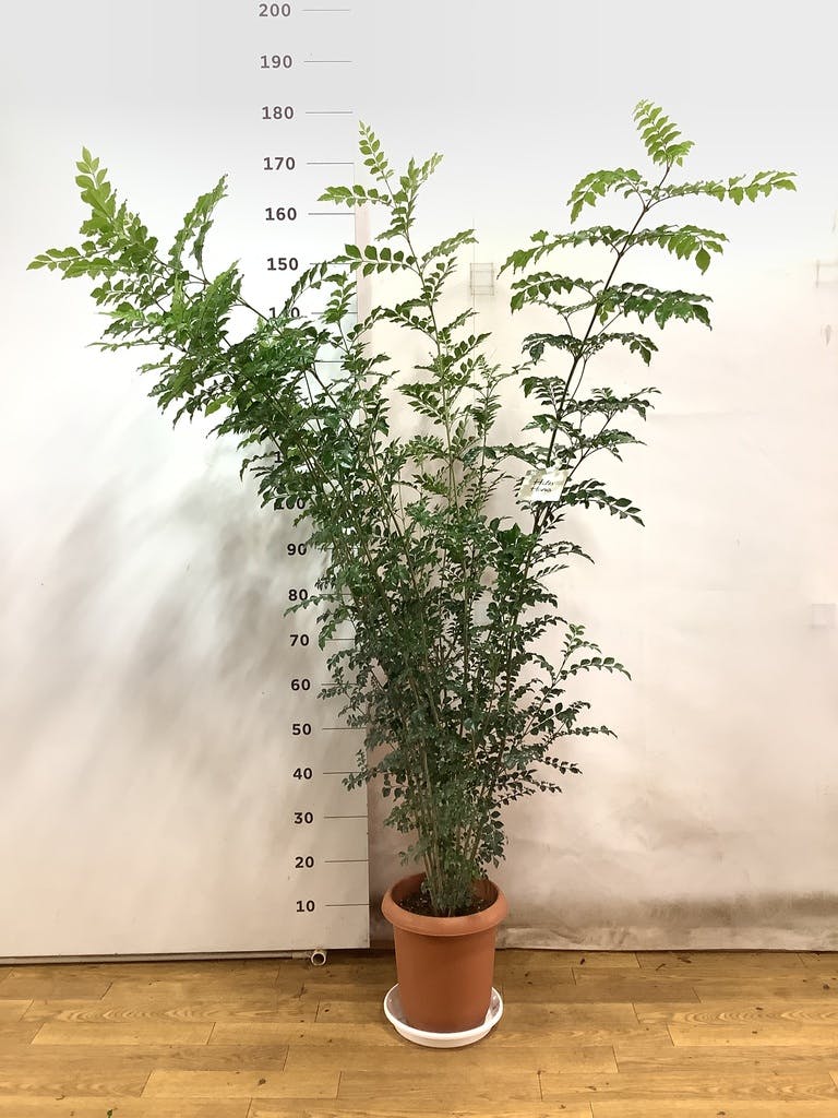 観葉植物 シマトネリコ 8号 プラスチック鉢 | 観葉植物なら