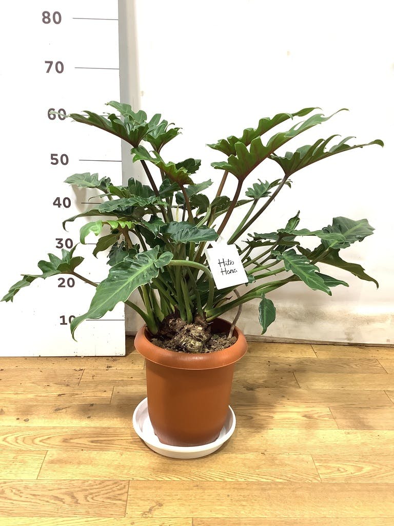 観葉植物 フィロデンドロン 7号 オージー（クッカバラ）プラスチック鉢