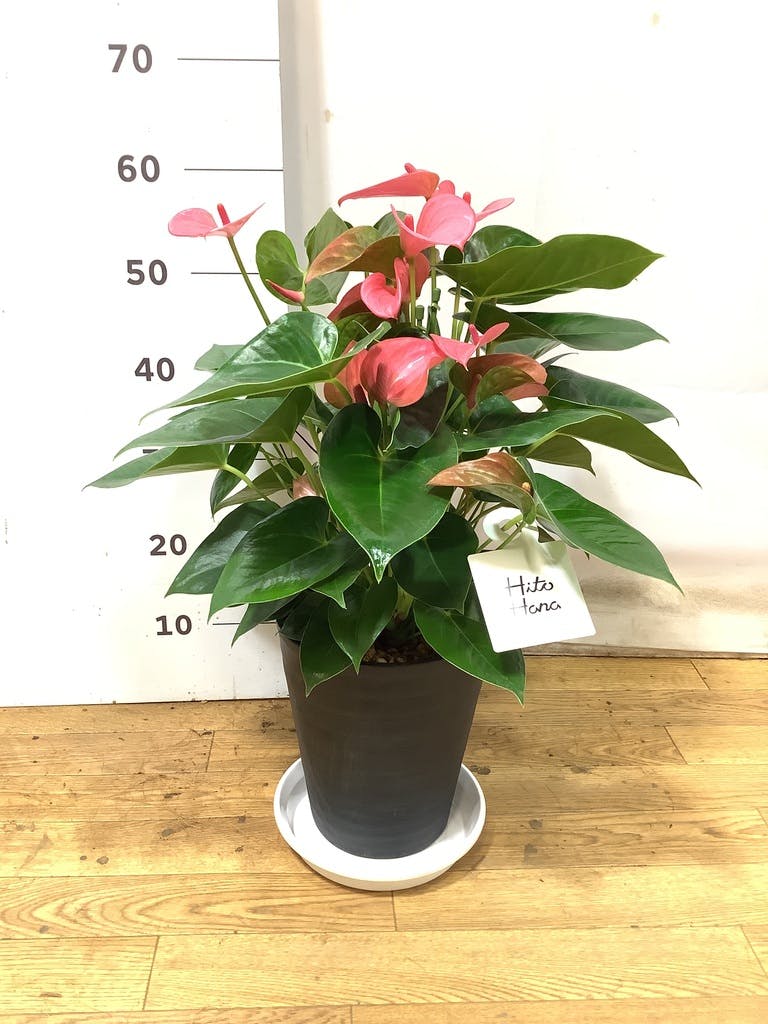 HIPOTA ブローチ アンスリウム 観葉植物 アンスリウム 7号 ピンク プラスチック鉢 | 観葉植物
