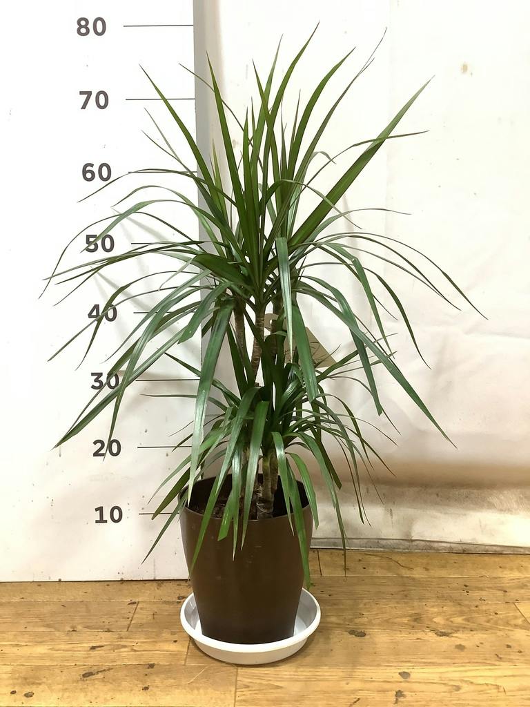 観葉植物 ドラセナ コンシンネ 6号 プラスチック鉢 | 観葉植物なら