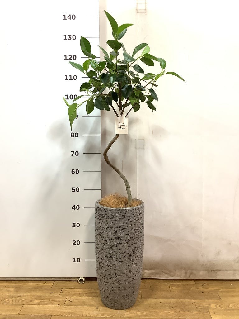 観葉植物 フランスゴムの木 6号 曲り ラスターポット 付き