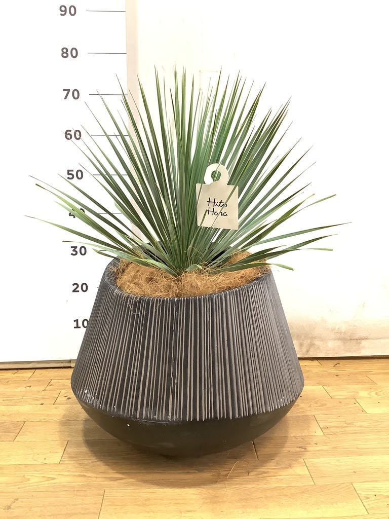 観葉植物 ユッカ 8号 ロストラータ プラスチック鉢 | 観葉植物なら