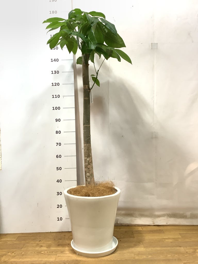 パキラ 朴 | 観葉植物の通販ならHitoHana（ひとはな）