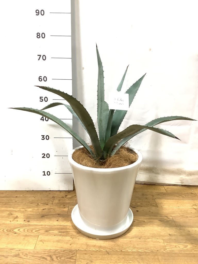 観葉植物 アオノリュウゼツラン 8号 アメリカーナ サブリナ 白 付き