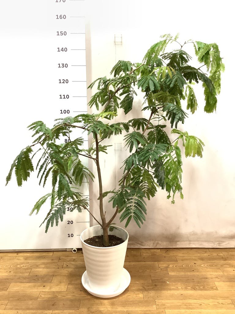 観葉植物 エバーフレッシュ 10号 ボサ造り プラスチック鉢 | 観葉植物