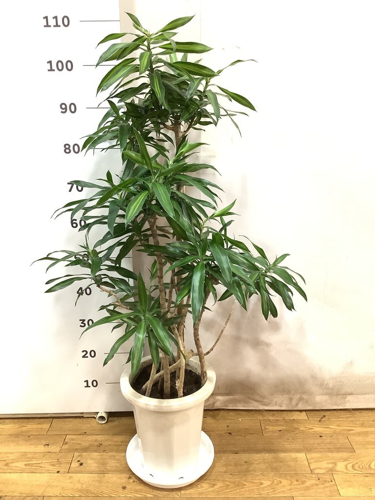 観葉植物 ドラセナ ソング オブ ジャマイカ 8号 ポリゴヘクサ 白