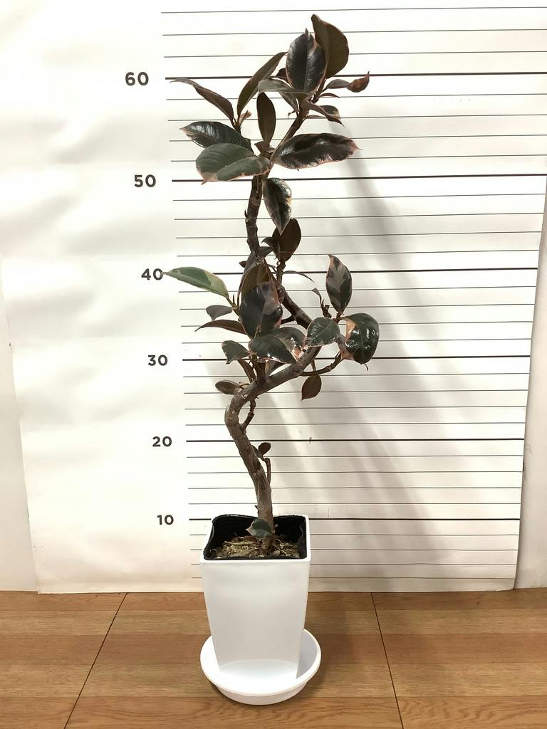観葉植物 フィカス ルビー 4号 曲り プラスチック鉢 | 観葉植物なら