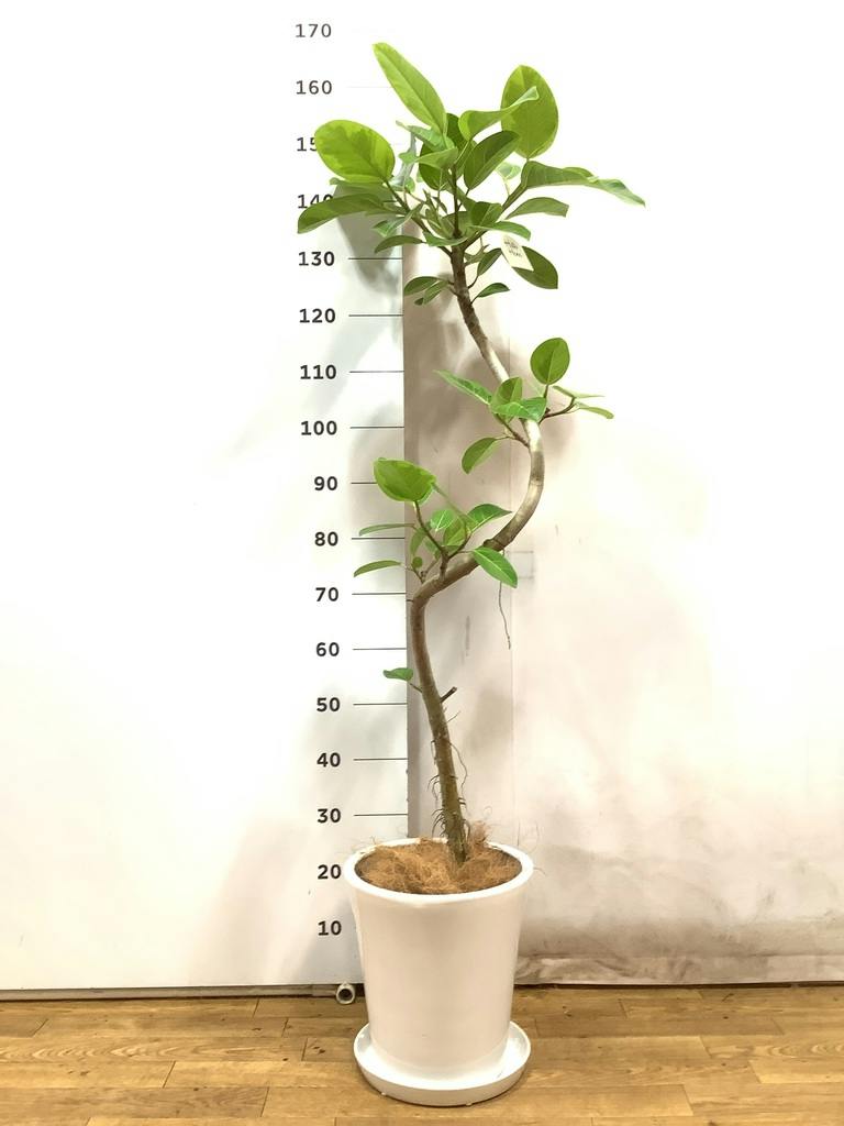 観葉植物 フィカス アルテシーマ 8号 曲り サブリナ 白 付き | 観葉