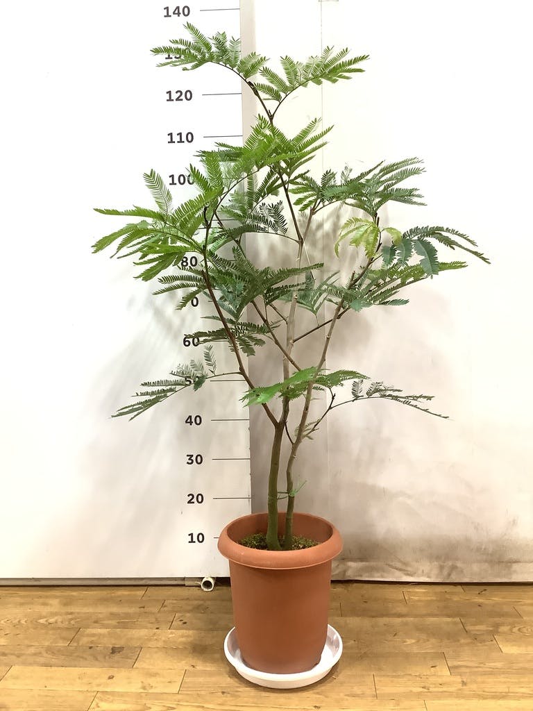 観葉植物 エバーフレッシュ 8号 ボサ造り プラスチック鉢 | 観葉