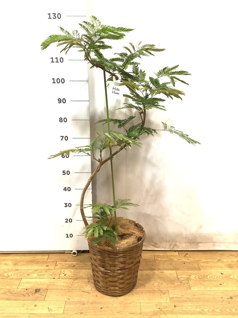 観葉植物 エバーフレッシュ 8号 曲り 竹バスケット 付き | 観葉植物