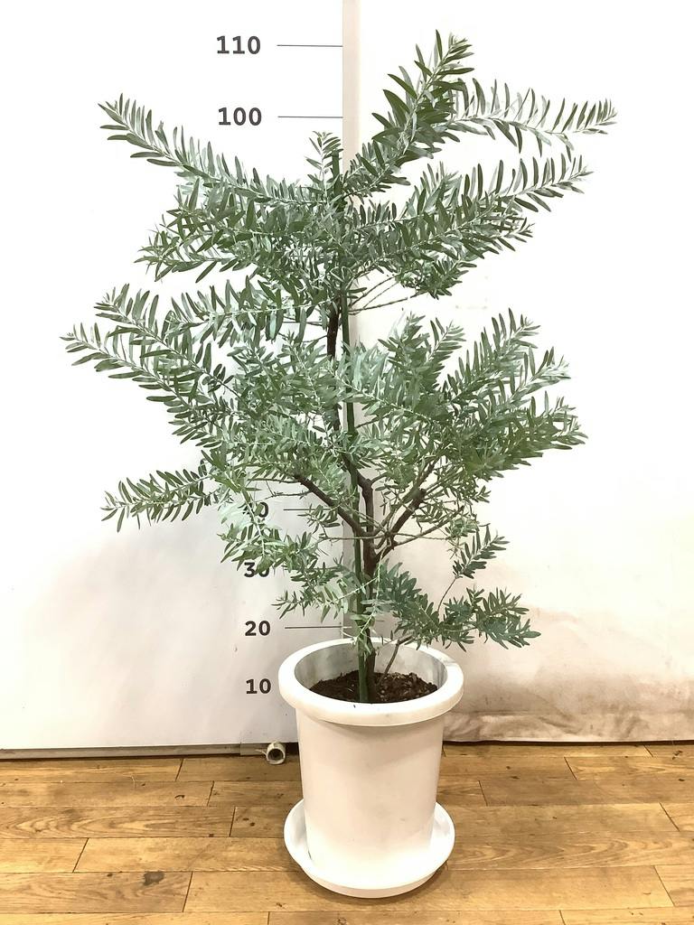 観葉植物 アカシア ブルーブッシュ 8号 プラスチック鉢 | 観葉植物なら