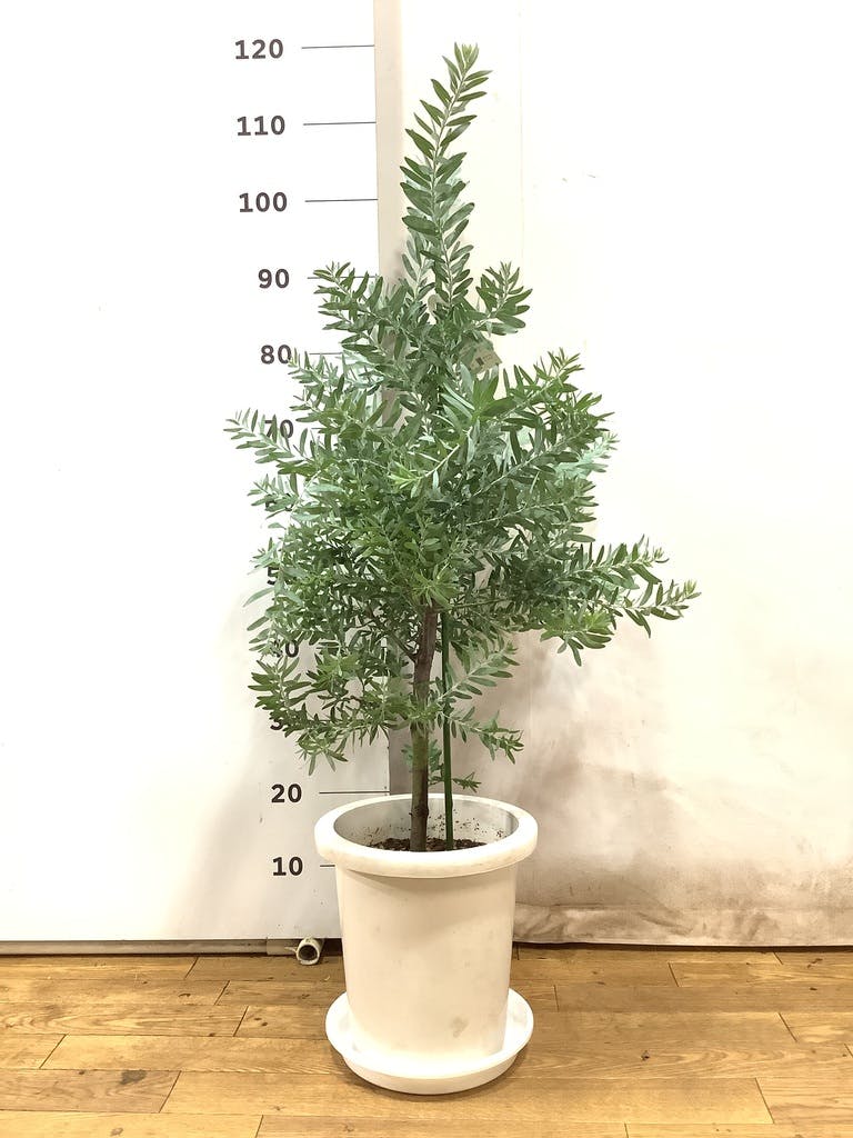 観葉植物 アカシア ブルーブッシュ 8号 プラスチック鉢 | 観葉