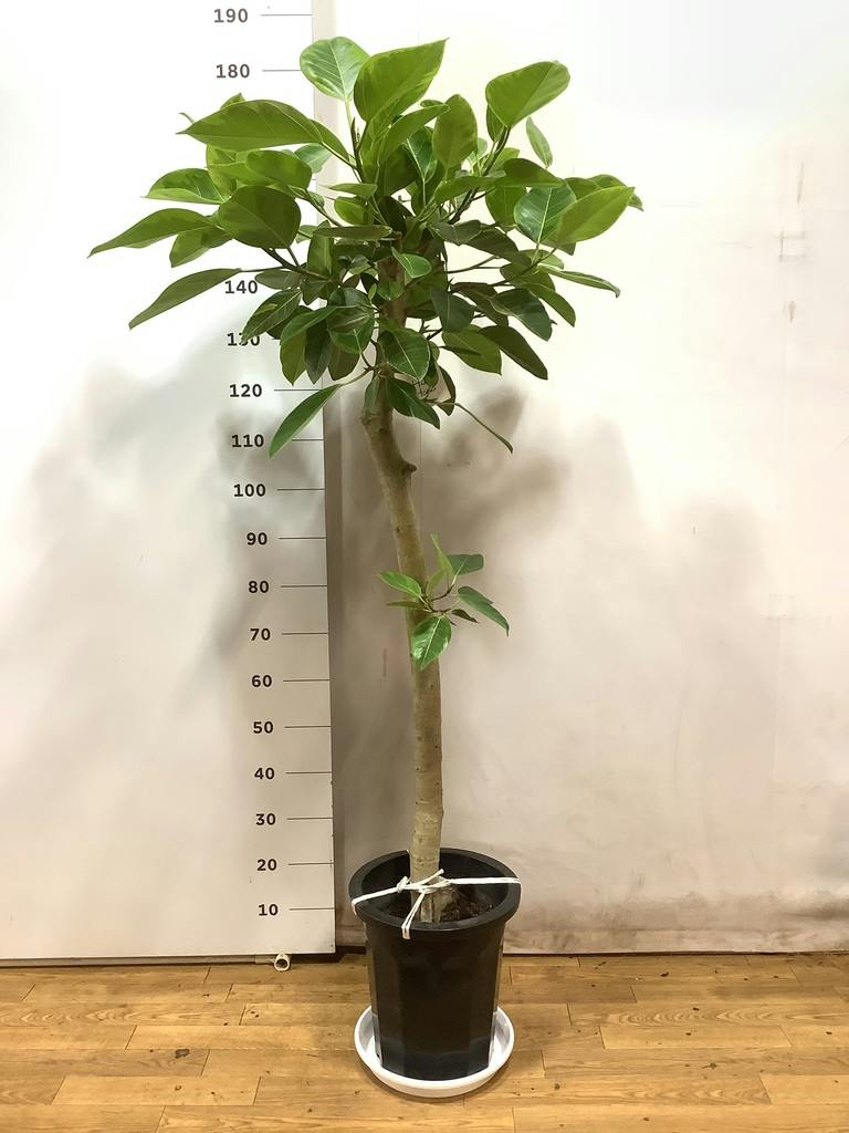 観葉植物 フィカス アルテシーマ 10号 ストレート プラスチック鉢