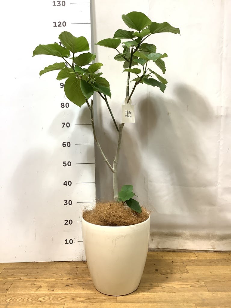 観葉植物 フィカス ウンベラータ 【お祝いにおすすめ】8号 アート
