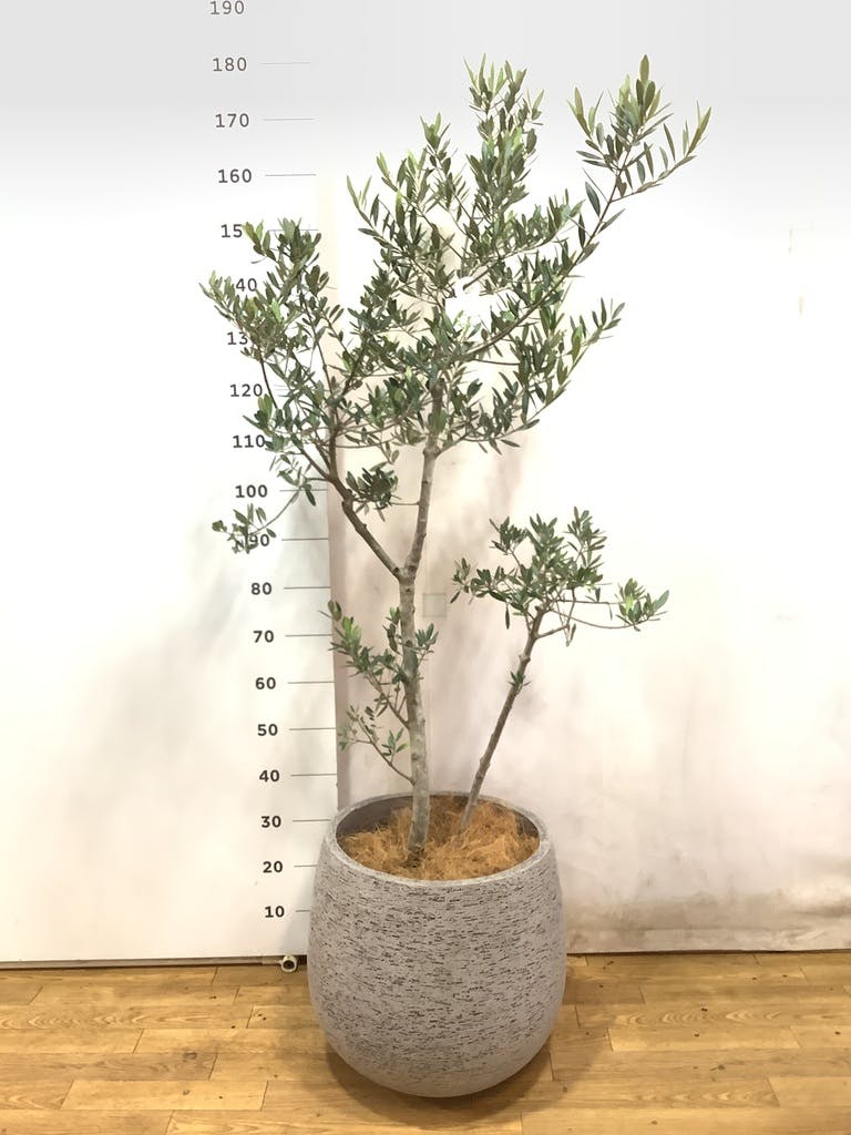 観葉植物 オリーブ 10号 レッチーノ エコストーンGray 付き