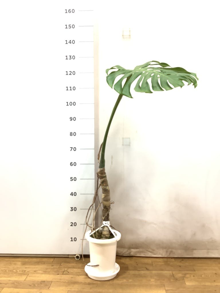 観葉植物 モンステラ 7号 根あがり プラスチック鉢 | 観葉植物