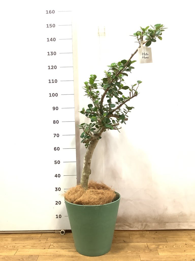 観葉植物 ガジュマル 8号 パンダ プラスチック鉢 | 観葉植物なら