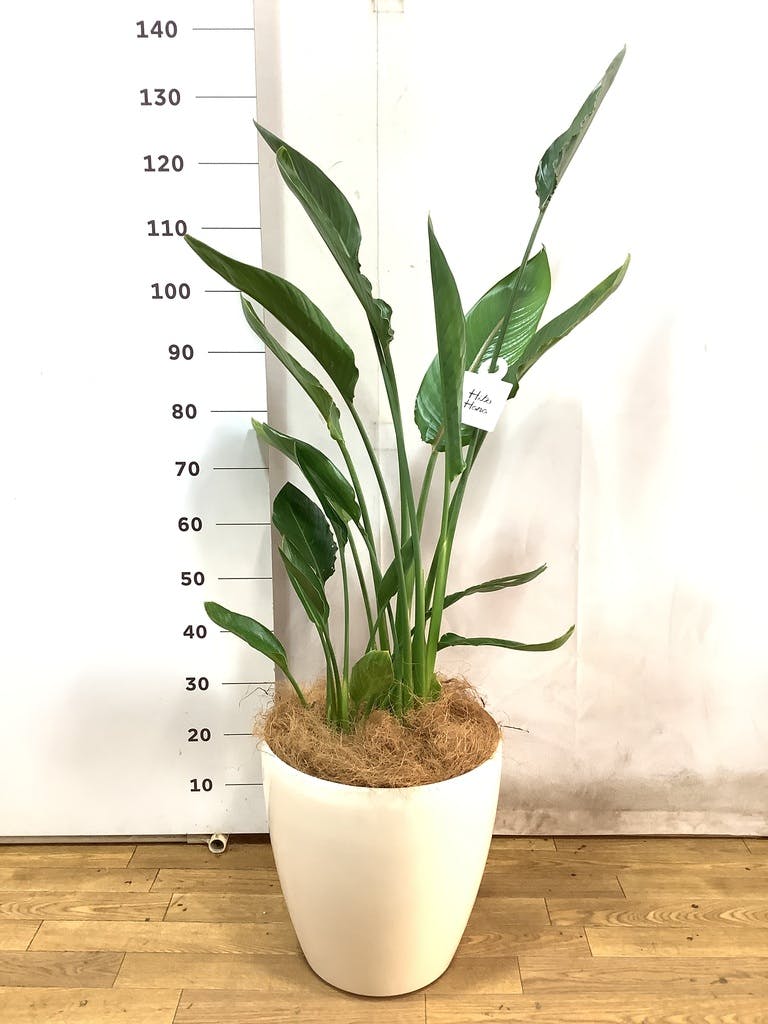 観葉植物 ストレリチア (ストレチア) レギネ 10号 ラスターポット 付き