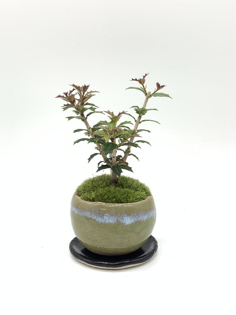 産地直送 盆栽 ヒイラギ 香り姫 Mサイズ 鉢色 うぐいす（銅黒の受け皿