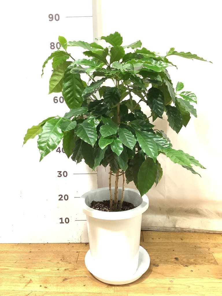 観葉植物 コーヒーの木 8号 プラスチック鉢 | 観葉植物なら