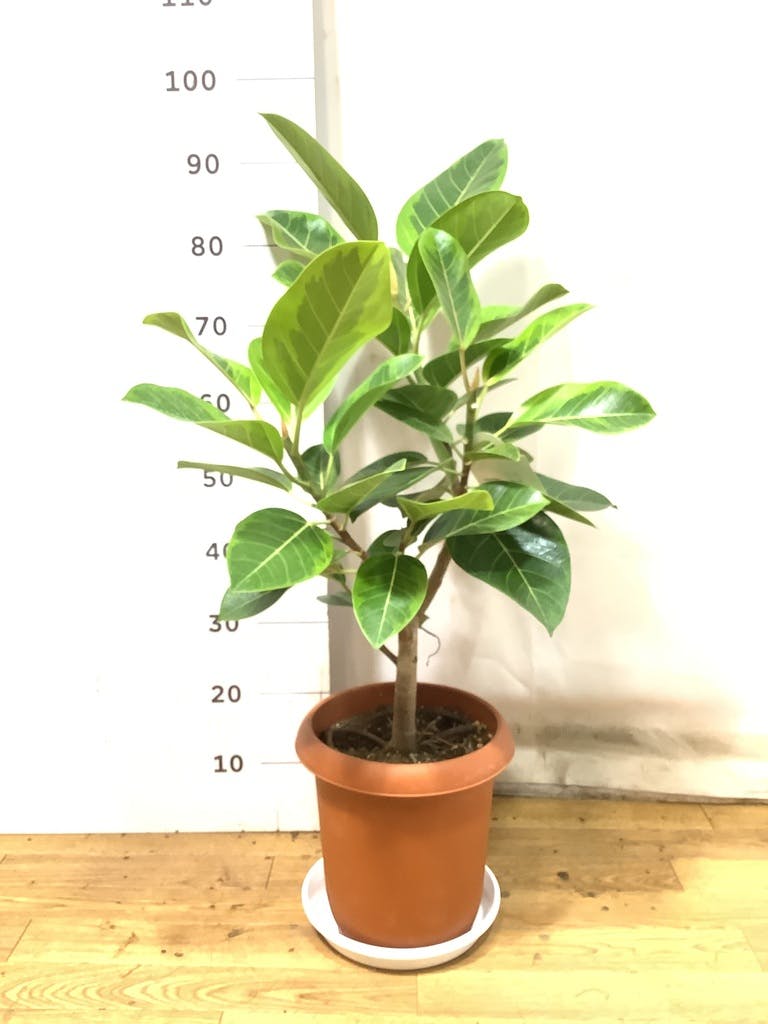 観葉植物 フィカス アルテシーマ 8号 ストレート プラスチック鉢