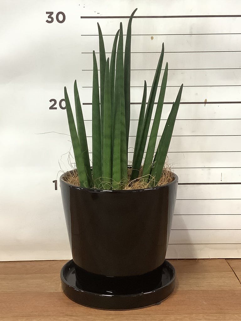 観葉植物 サンスベリア 3号 バキュラリス ベラ S 黒 付き | 観葉 観葉植物 サンスベリア 3号 バキュラリス ベラ S 黒 付き | 観葉
