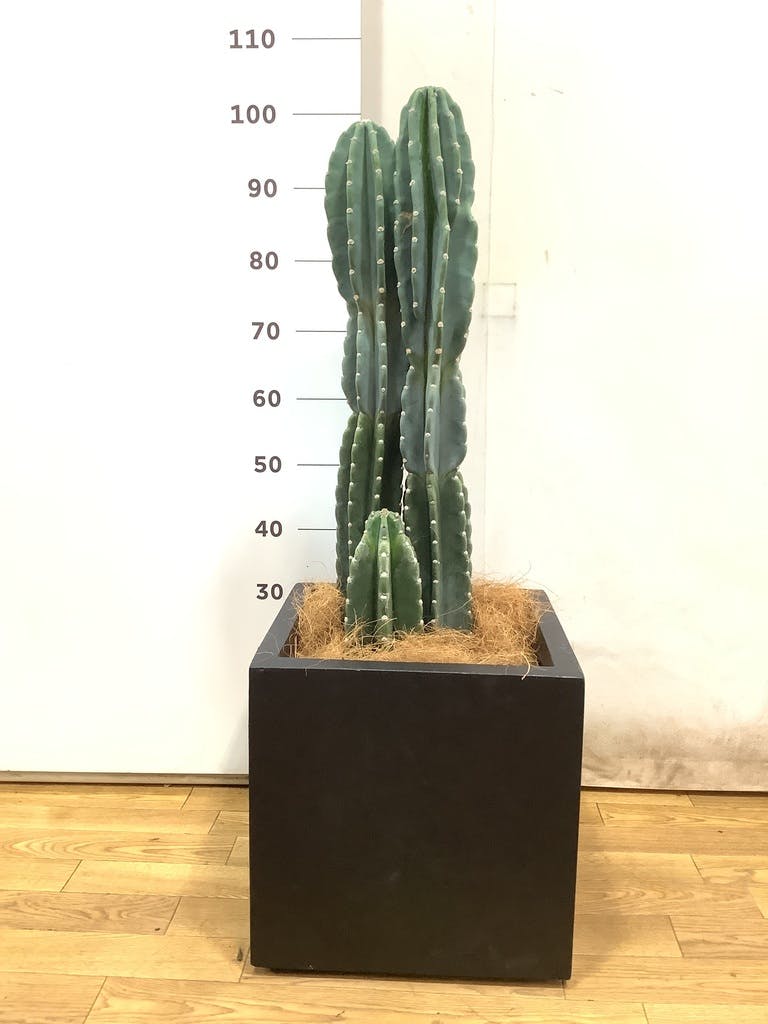サボテンページ TRUNK GARDEN PLANTS MARKET 柱サボテン🌵 植物の高さ¥150cm