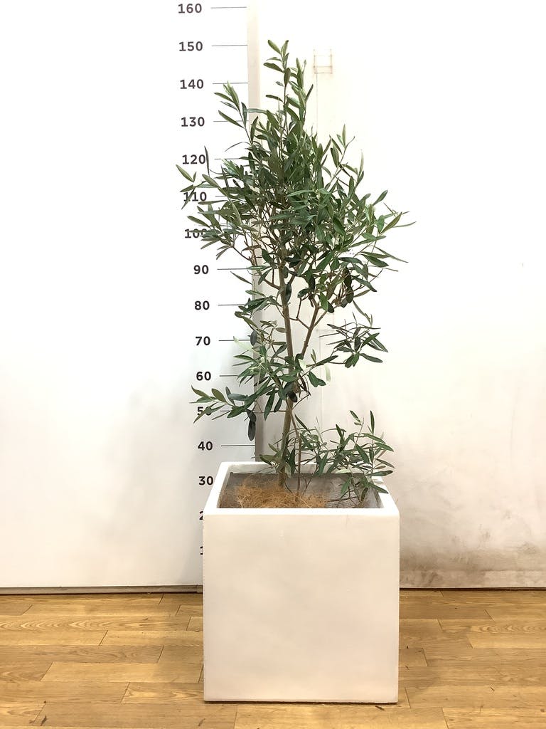 観葉植物 オリーブの木【165cm】12号 創樹 ネバディロブランコ