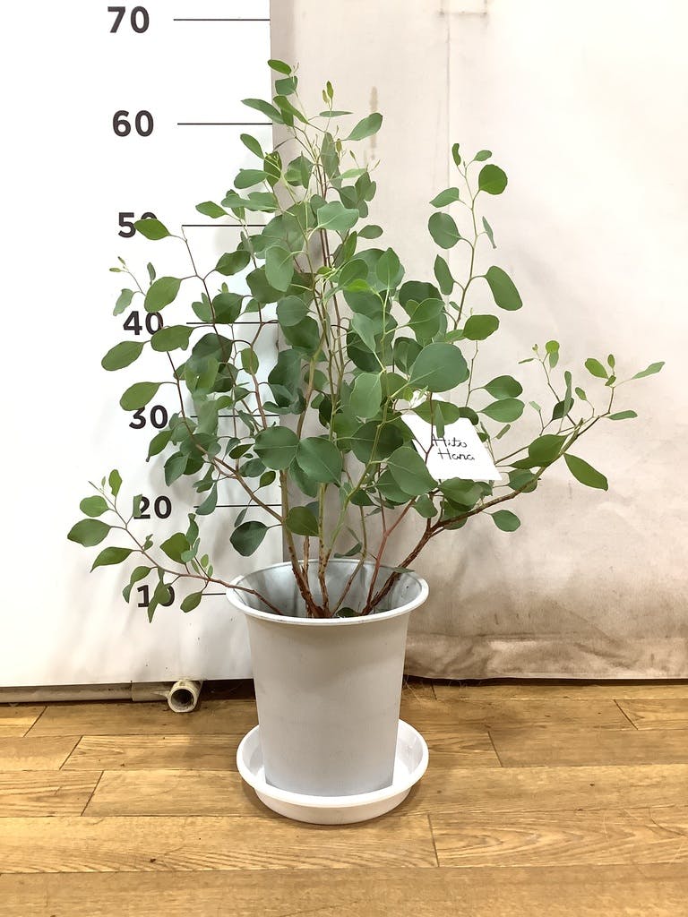 観葉植物 ユーカリ 6号 ポポラス（ポリアンセモス） プラスチック鉢