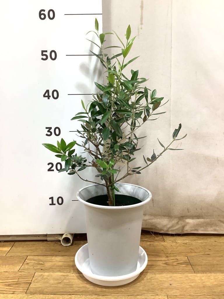 観葉植物 オリーブの木 【51cm】 6号 ひなかぜ 盆栽仕立て #71502