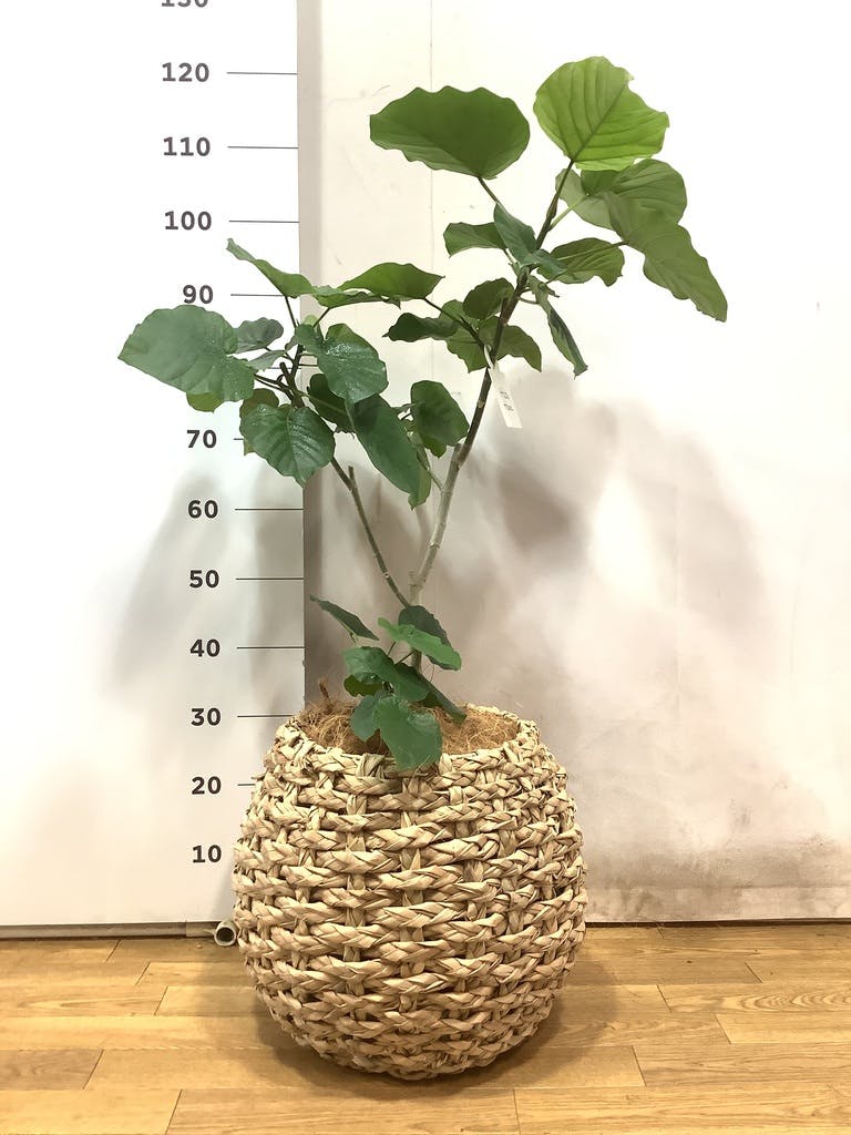 観葉植物 フィカス ウンベラータ 8号 ノーマル ラッシュバスケット