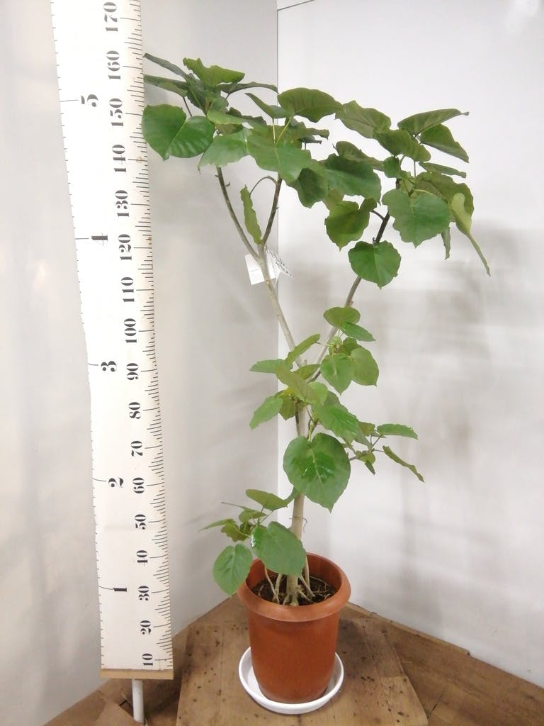 観葉植物 フィカス ウンベラータ 10号 ノーマル プラスチック鉢