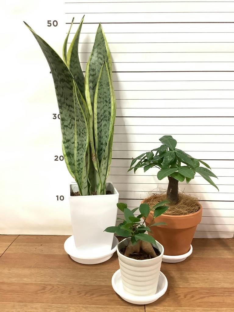 観葉植物 初心者にもおすすめお試し3点セット（サンスベリア 4号