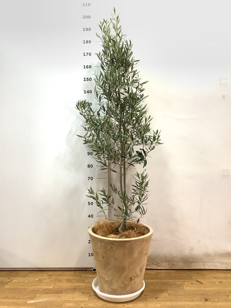 観葉植物 オリーブ 10号 チプレッシーノ ウッドプランター 付き | 観葉