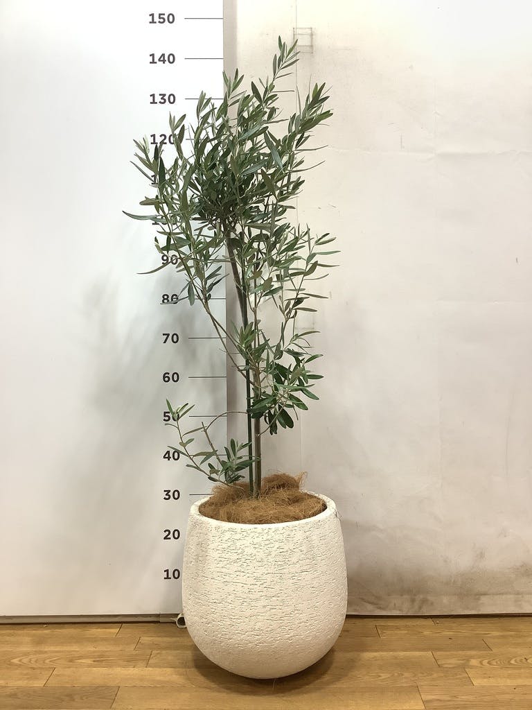観葉植物 フェイジョア【185cm】11号 創樹トライアンフ プラスチック鉢