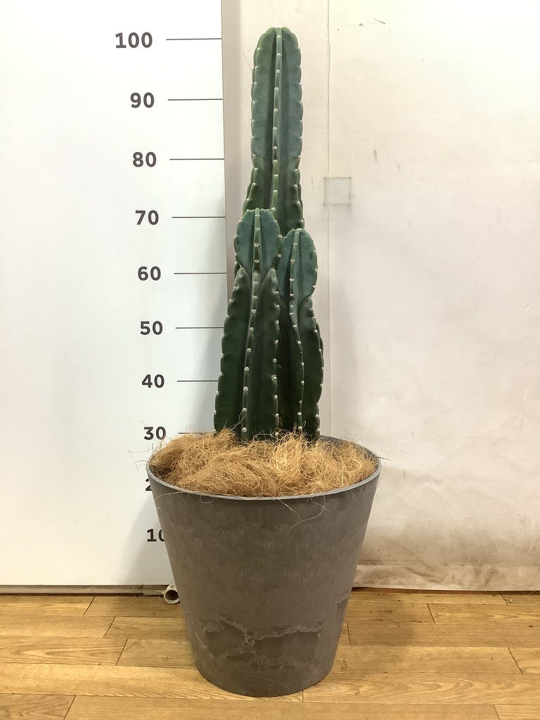 おまかせ柱サボテン