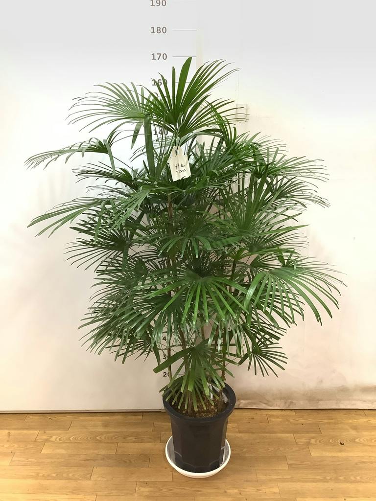 観葉植物 ウンナンシュロチク 10号 プラスチック鉢 | 観葉植物なら
